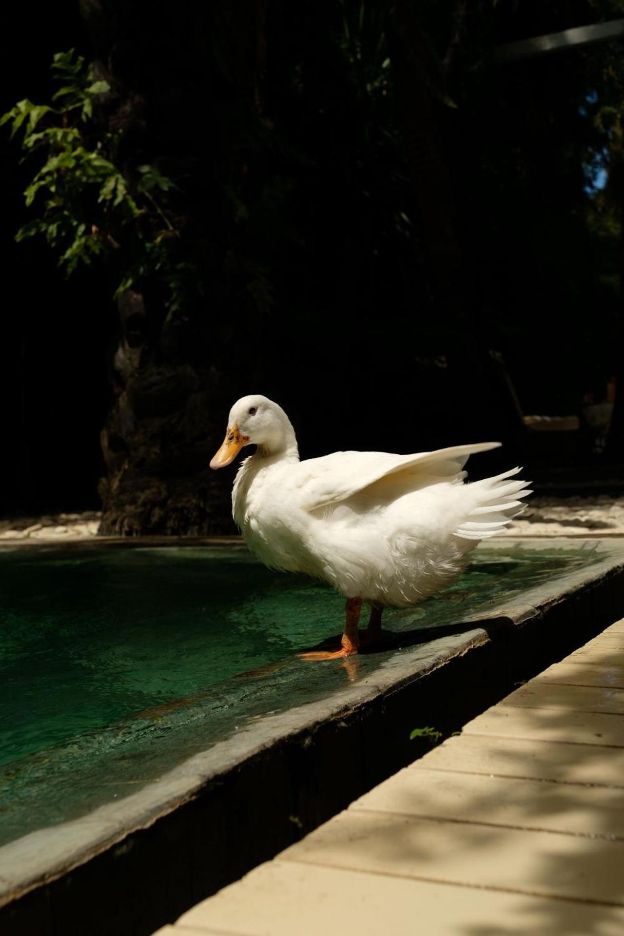 White Goose Boutique Hotel Canggu Esterno foto